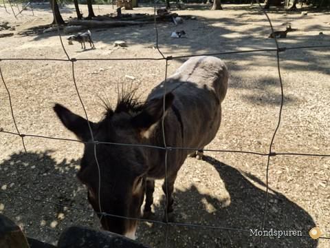 Wildpark Ernstbrunn — Foto 4