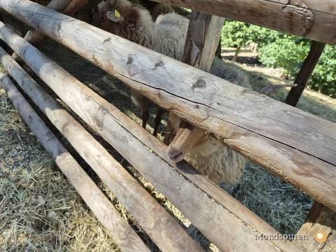Wildpark Ernstbrunn — Foto 8