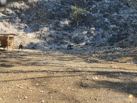 Wildpark Ernstbrunn — Foto 11