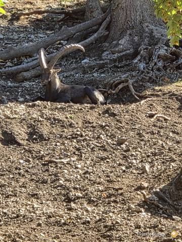 Wildpark Ernstbrunn — Foto 14