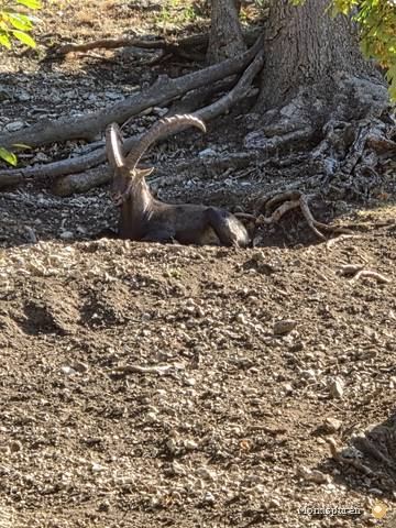 Wildpark Ernstbrunn — Foto 15