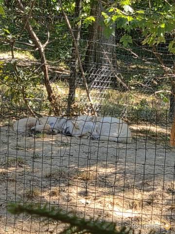 Wildpark Ernstbrunn — Foto 17