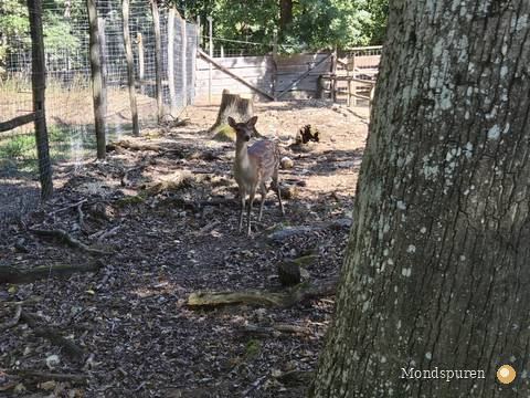 Wildpark Ernstbrunn — Foto 24
