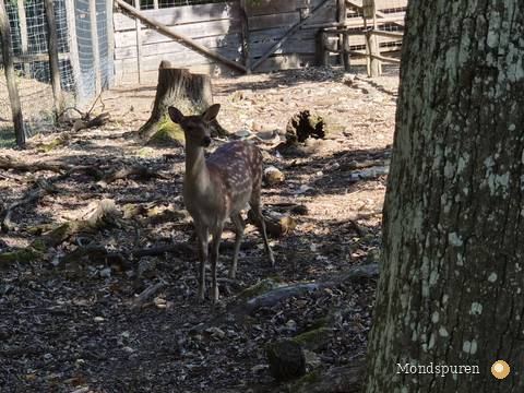 Wildpark Ernstbrunn — Foto 26