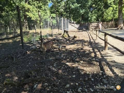 Wildpark Ernstbrunn — Foto 27