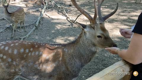 Wildpark Ernstbrunn — Foto 32