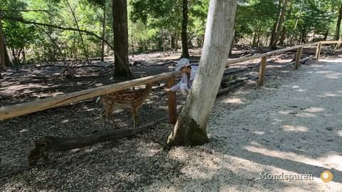 Wildpark Ernstbrunn — Foto 33