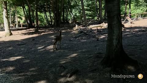 Wildpark Ernstbrunn — Foto 34