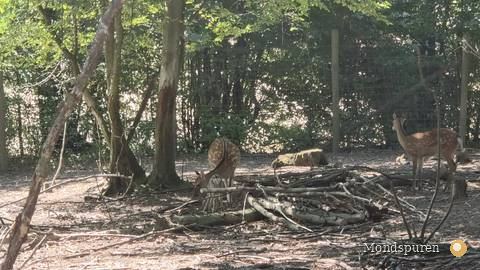 Wildpark Ernstbrunn — Foto 37