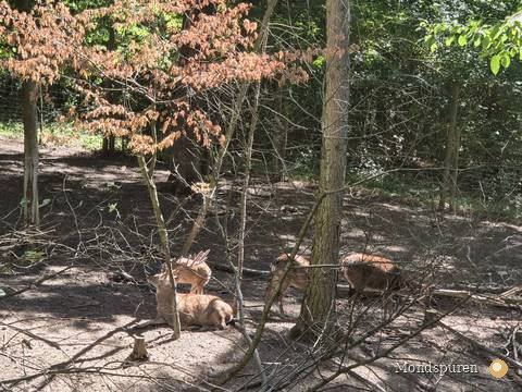 Wildpark Ernstbrunn — Foto 38