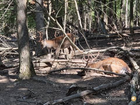 Wildpark Ernstbrunn — Foto 41