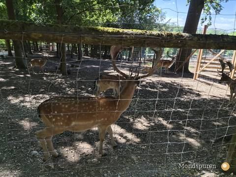 Wildpark Ernstbrunn — Foto 44