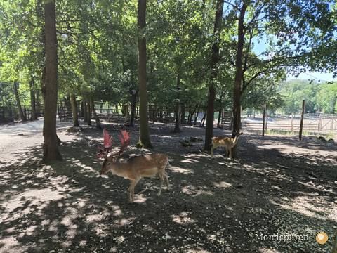 Wildpark Ernstbrunn — Foto 48