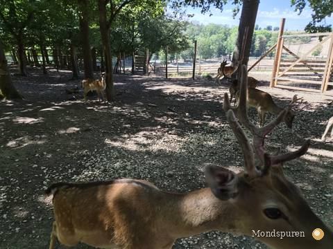 Wildpark Ernstbrunn — Foto 50