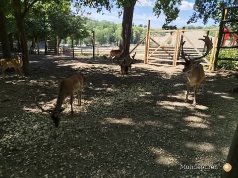 Wildpark Ernstbrunn — Foto 51