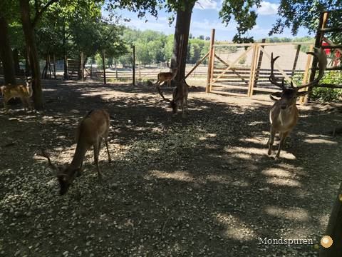 Wildpark Ernstbrunn — Foto 52