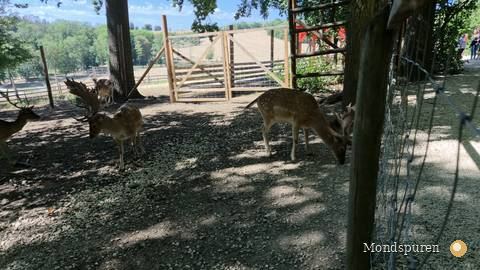Wildpark Ernstbrunn — Foto 53