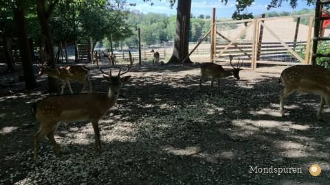 Wildpark Ernstbrunn — Foto 54