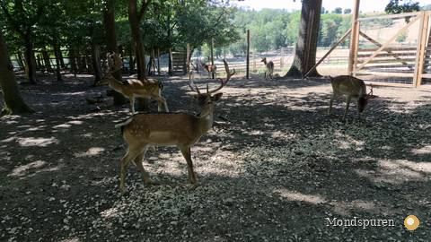Wildpark Ernstbrunn — Foto 55