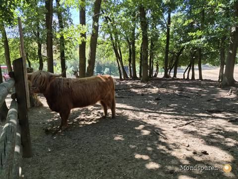 Wildpark Ernstbrunn — Foto 56