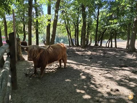 Wildpark Ernstbrunn — Foto 57