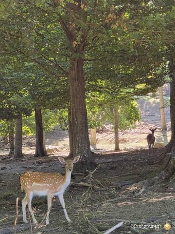 Wildpark Ernstbrunn — Foto 63