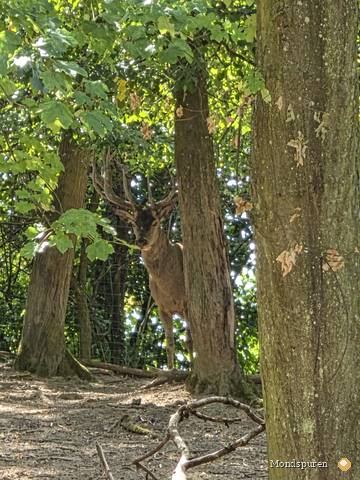 Wildpark Ernstbrunn — Foto 68