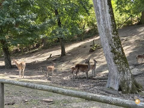 Wildpark Ernstbrunn — Foto 71