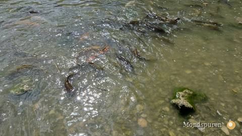 Wildpark Ernstbrunn — Foto 75