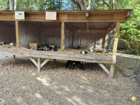 Steppentierpark Pamhagen — Foto 3