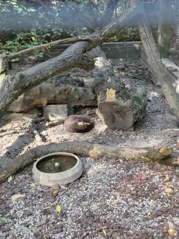 Steppentierpark Pamhagen — Foto 25