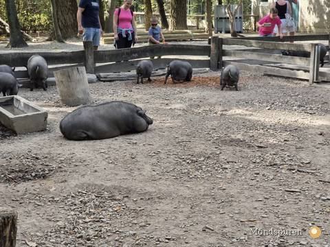 Steppentierpark Pamhagen — Foto 39