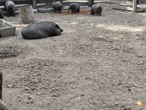 Steppentierpark Pamhagen — Foto 40
