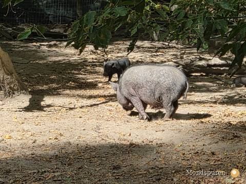 Steppentierpark Pamhagen — Foto 42