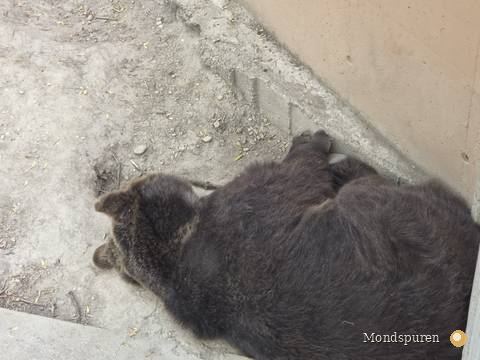 Steppentierpark Pamhagen — Foto 49